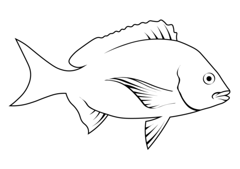 Common Bream (Abramis Brama) Coloring Page